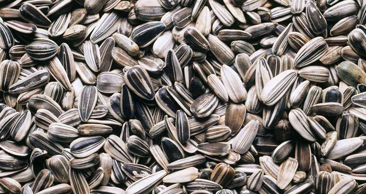 Confectionery Sunflower Seeds Wholesale